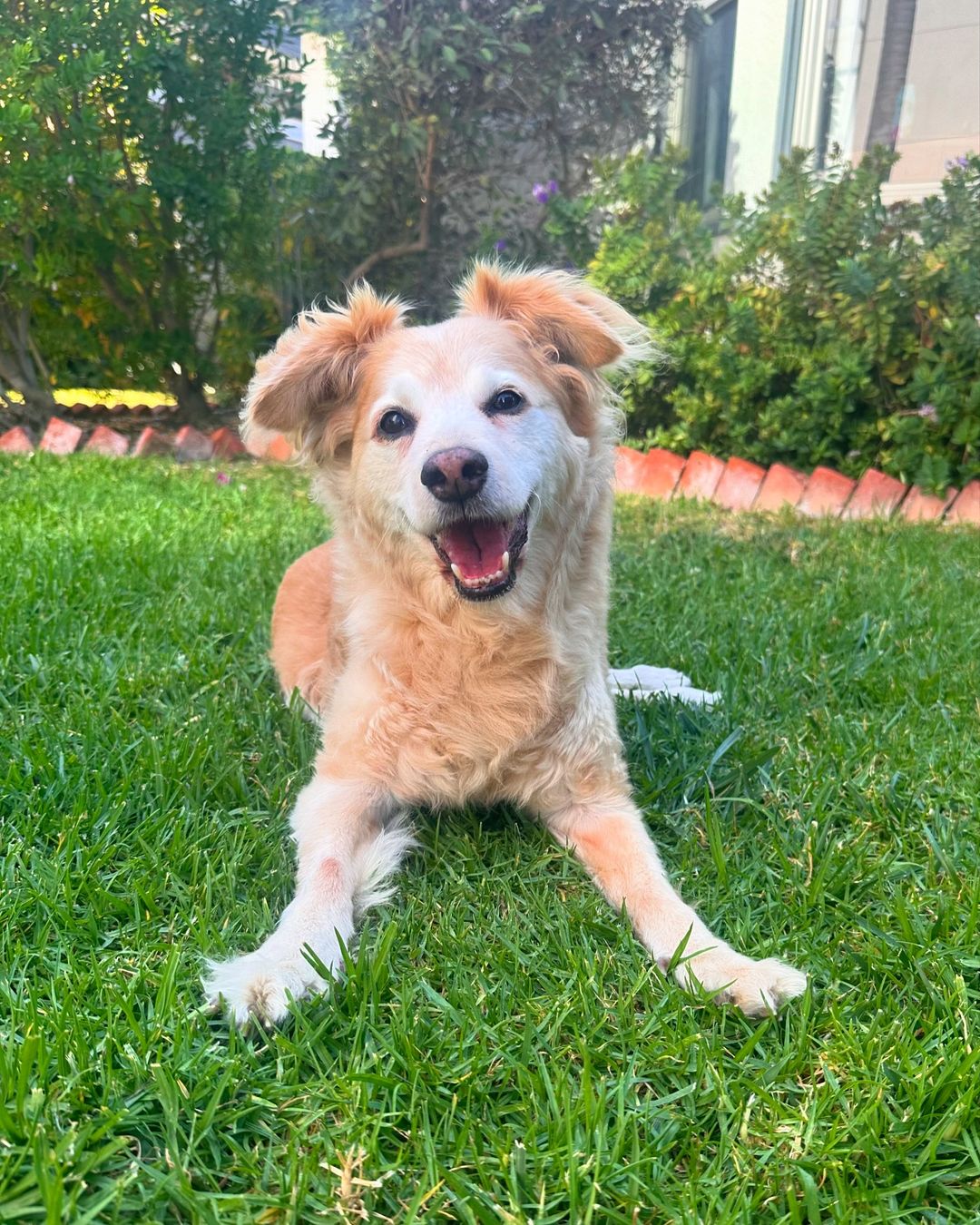 happy dog in yard