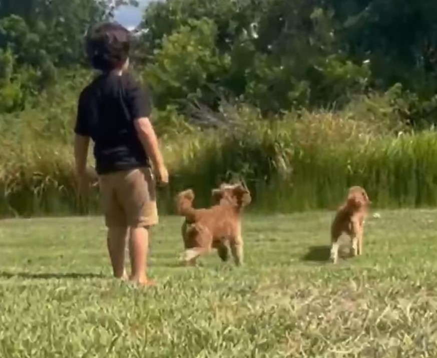 kid and two dogs