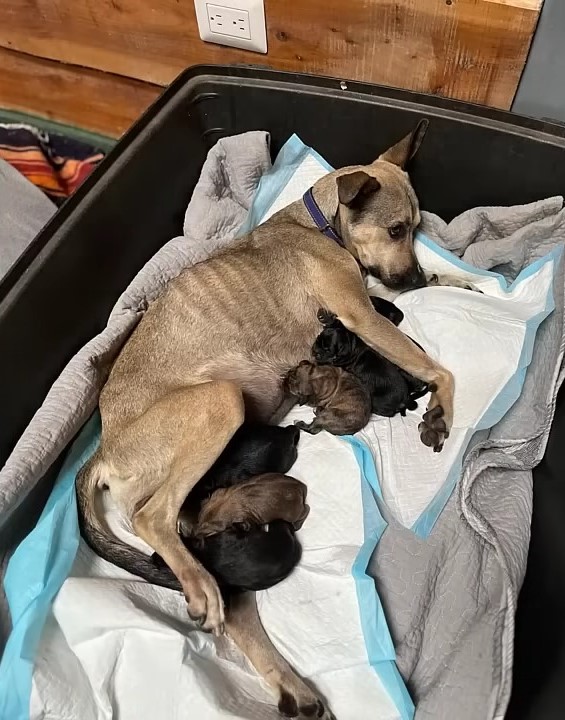 mama dog nursing puppies