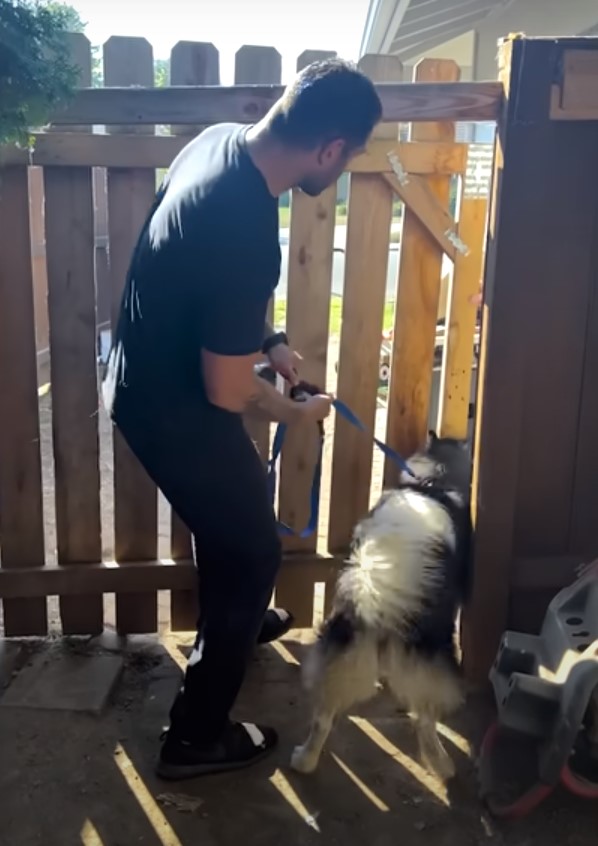 man helping the husky