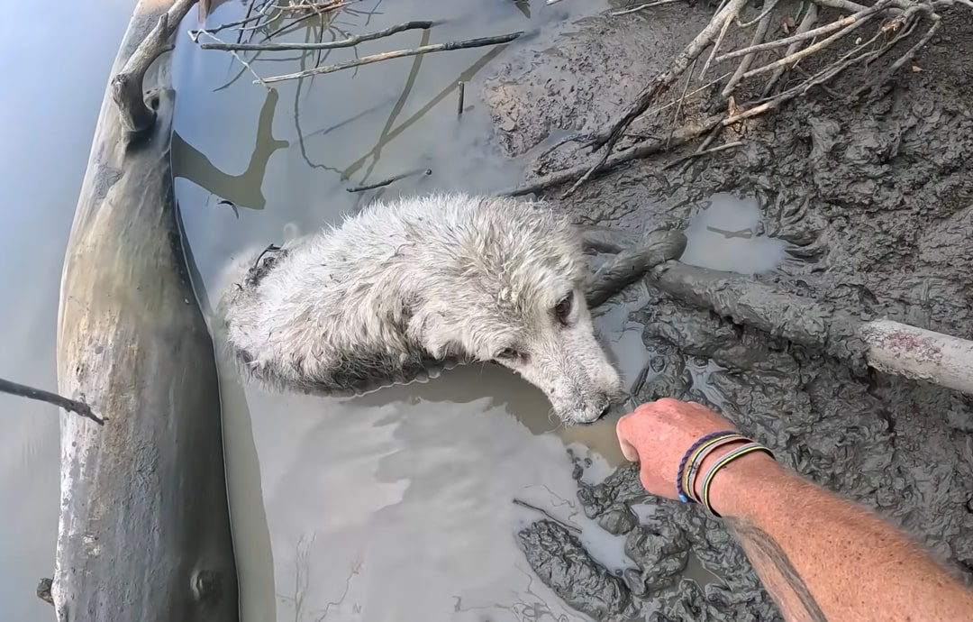 man rescuing dog trapped in a mud