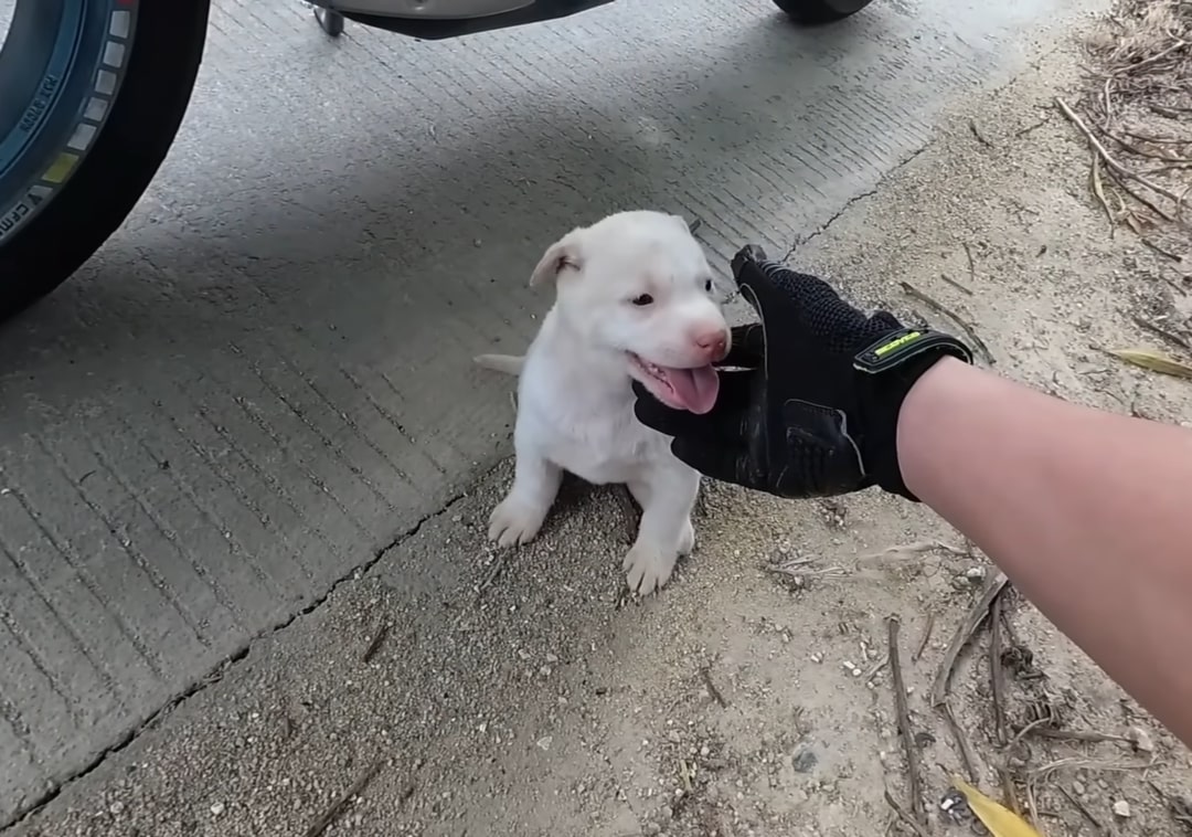 man touching little puppy