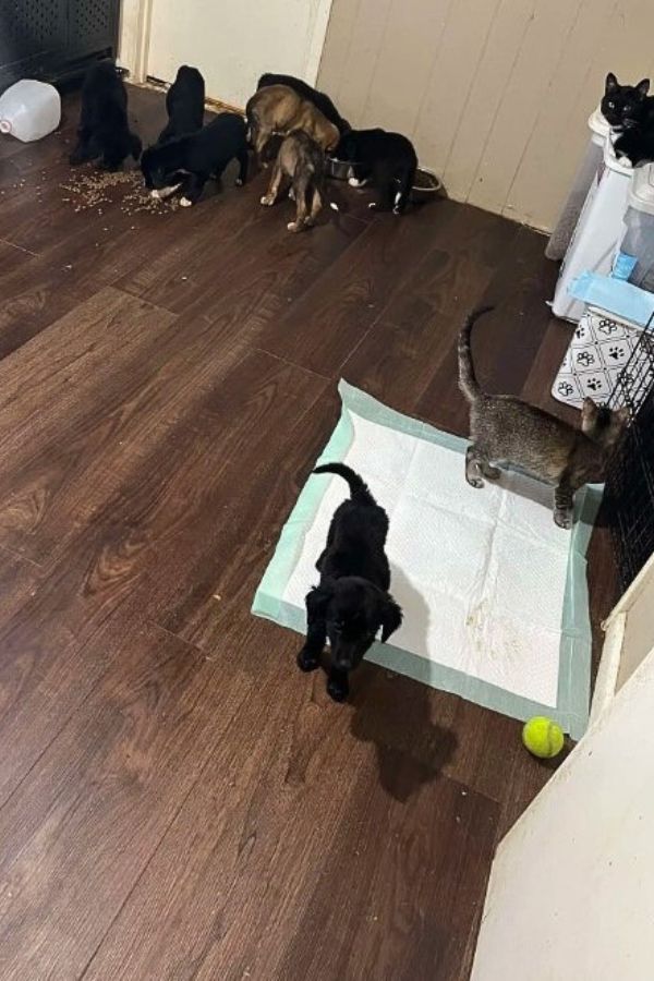 many puppies in the house