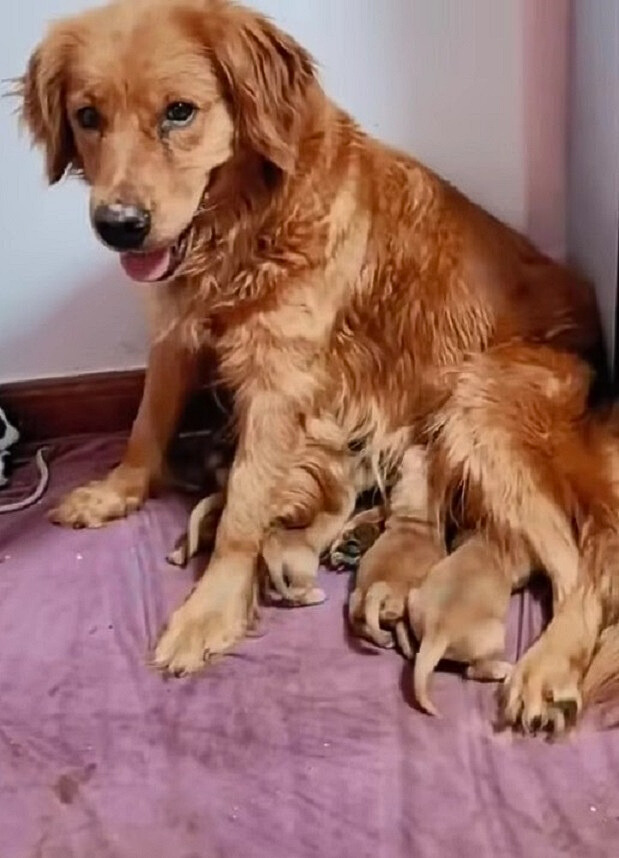 mother dog and brown puppies