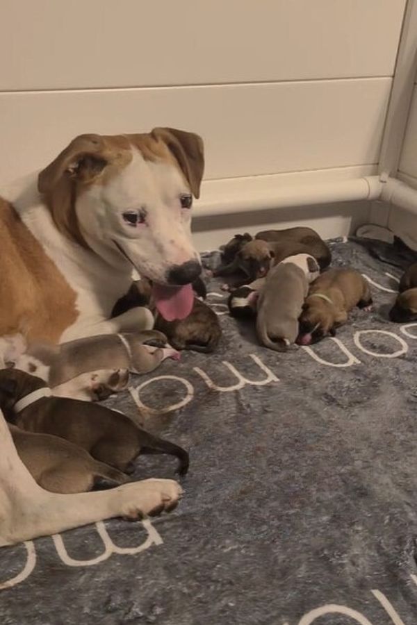 mother dog and newborns