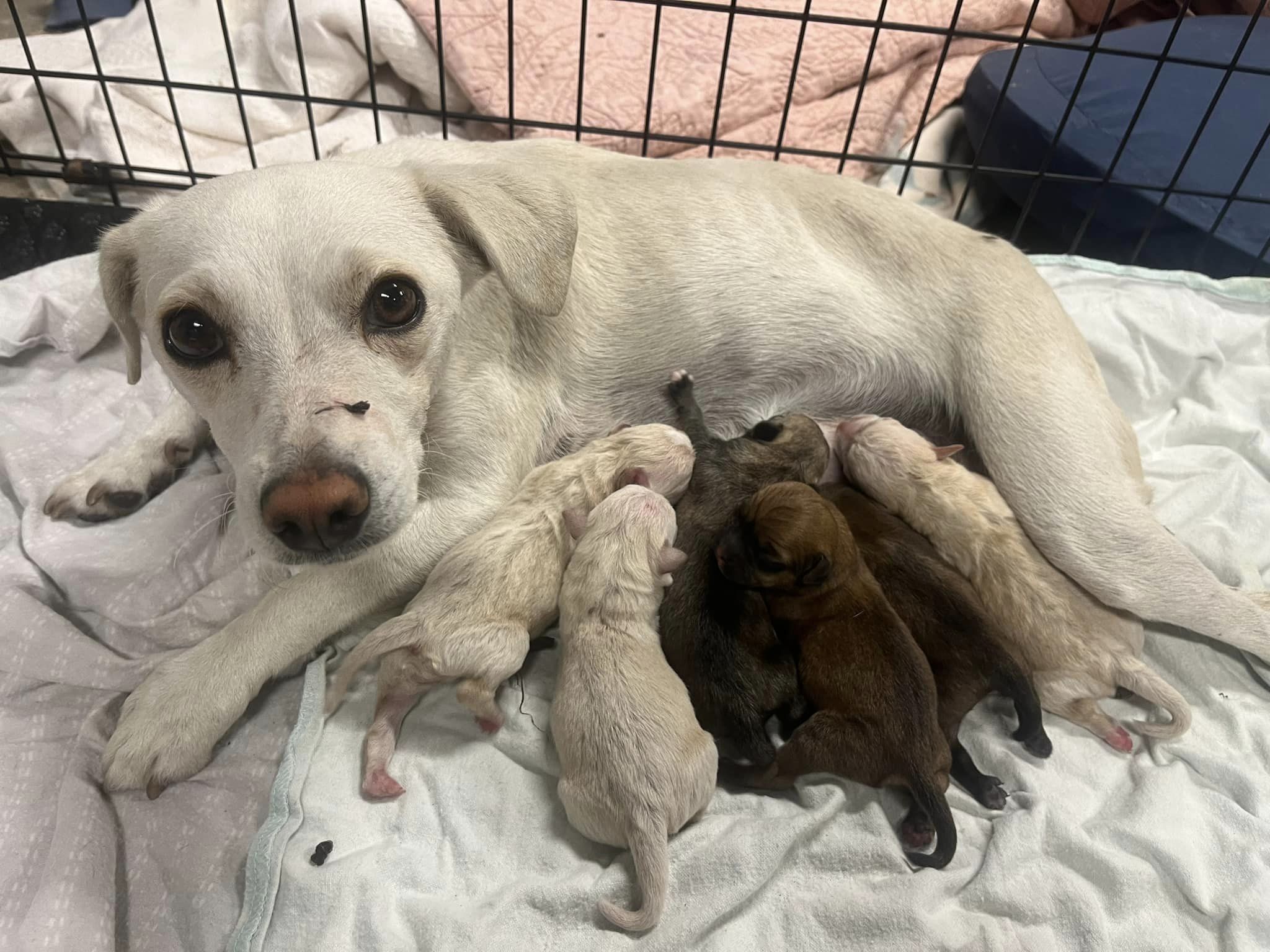 mother feeding newborns