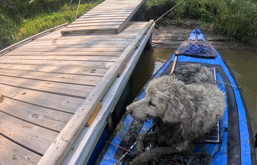 muddy dog on canoe