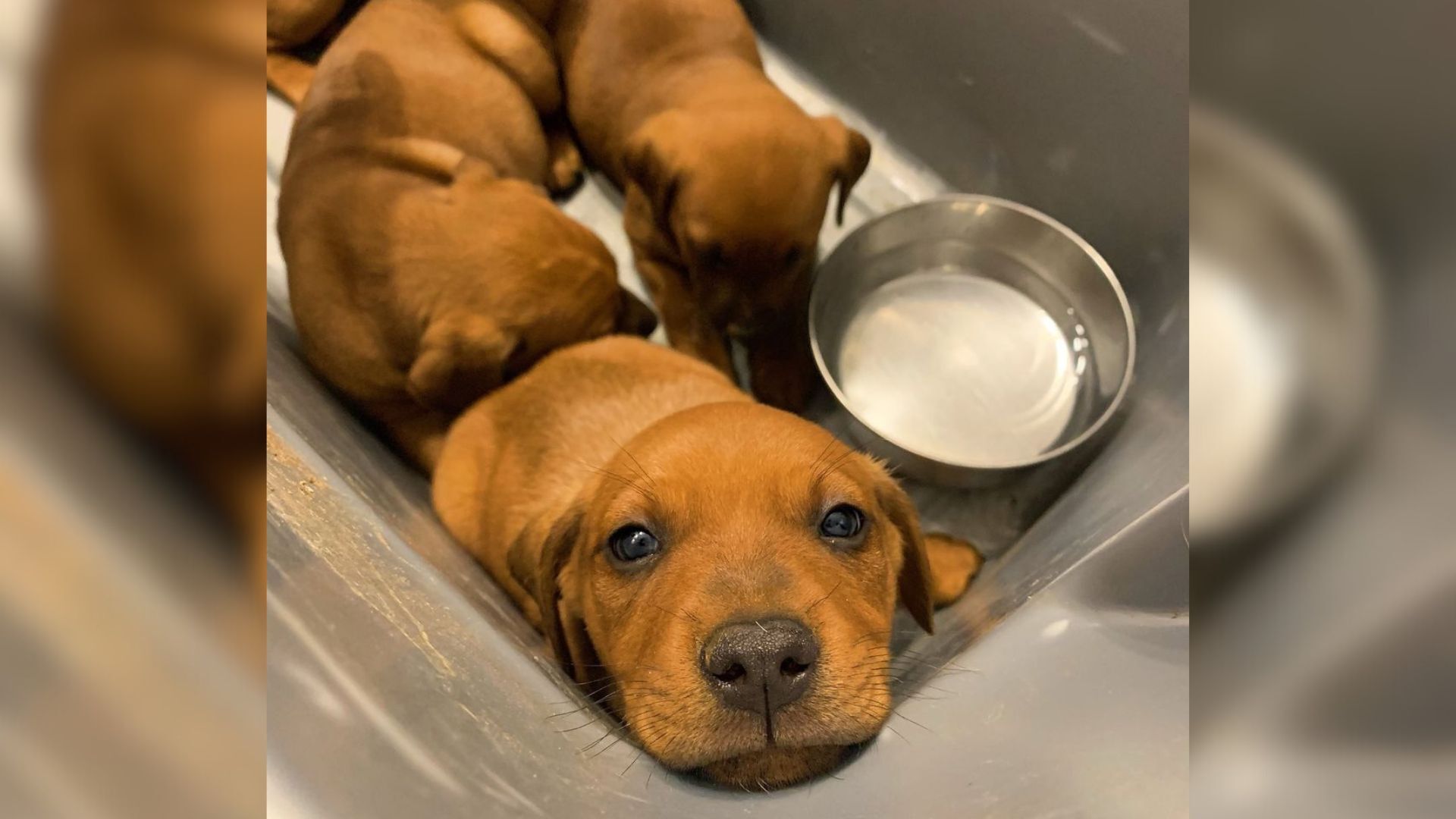 puppies in discarded box