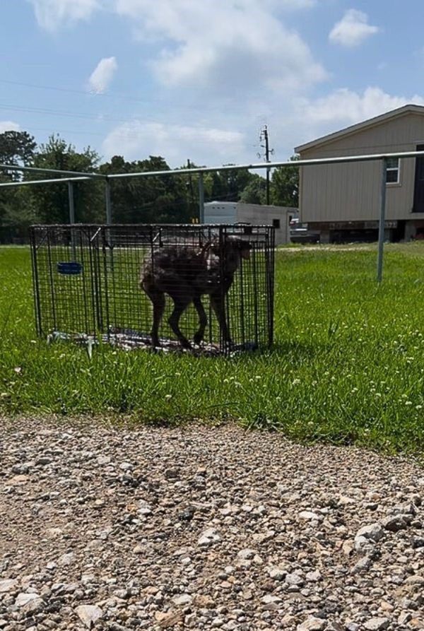 neglected dog in cage