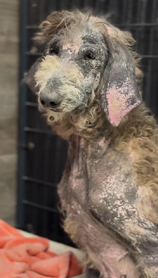 neglected dog with skin problems