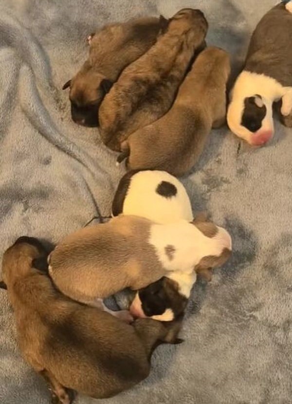 newborn puppies