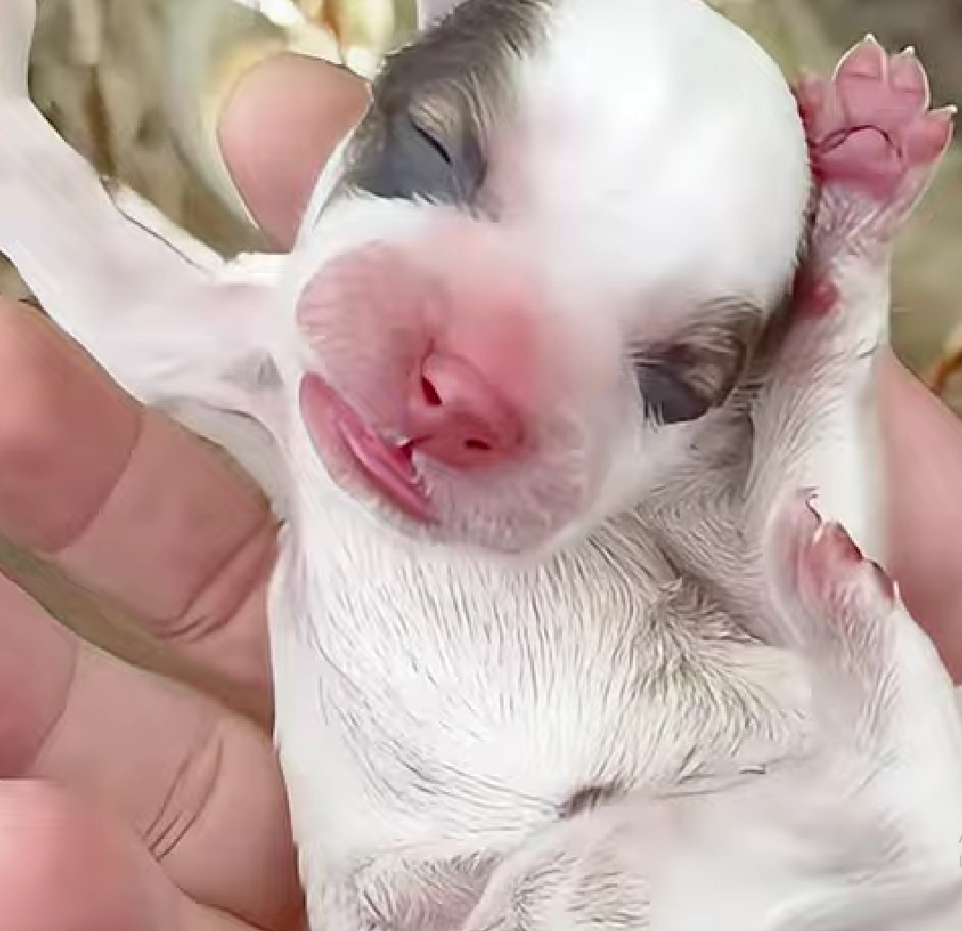 newborn puppy in hand