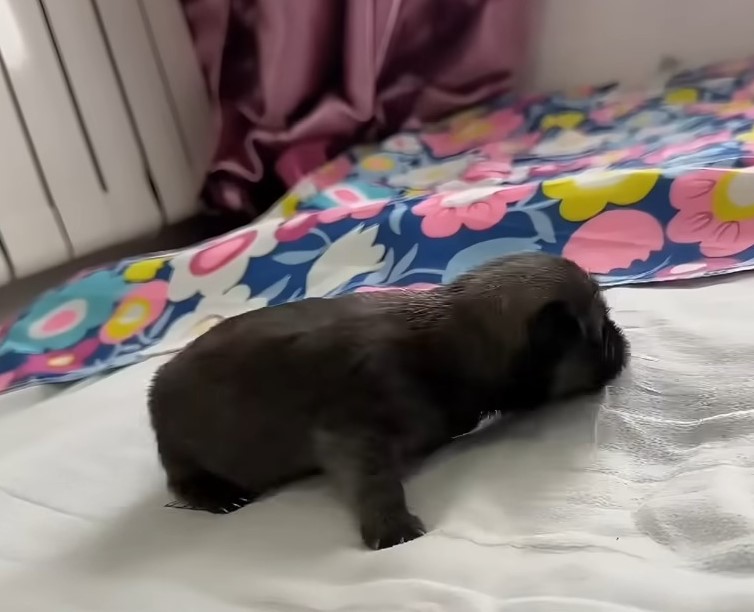 newborn puppy on bed