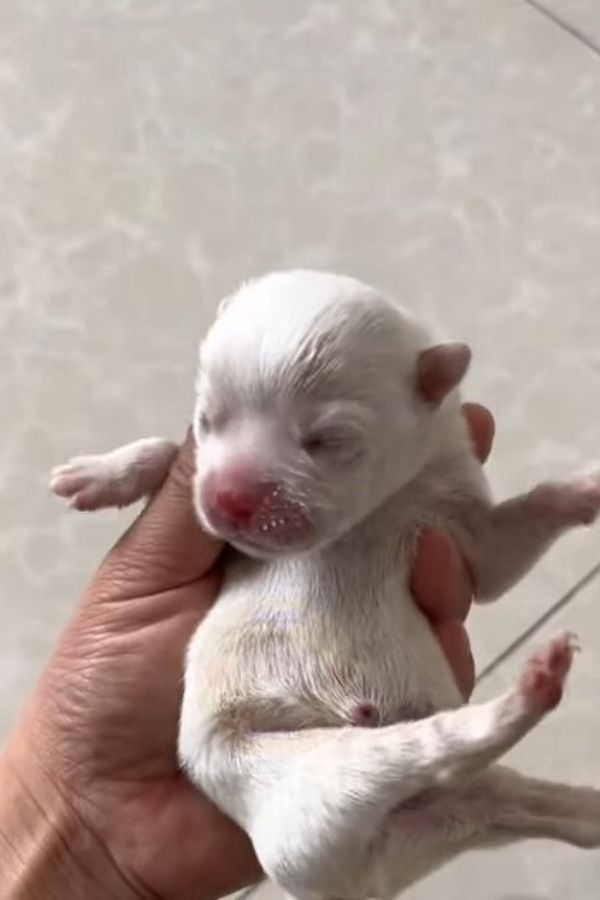 newborn white puppy