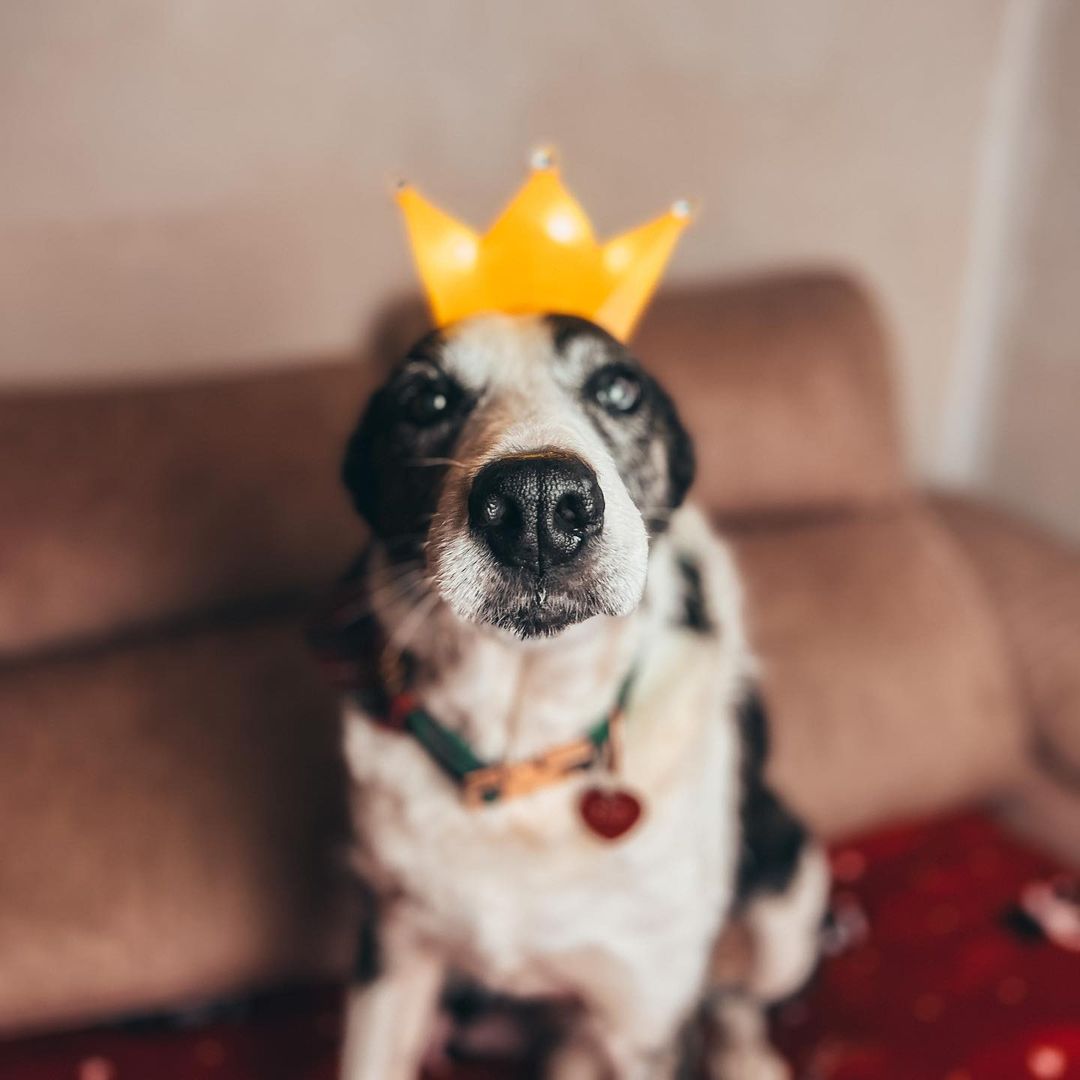 old dog with crown