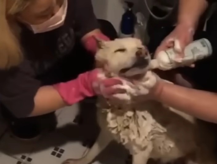 people bathing puppy