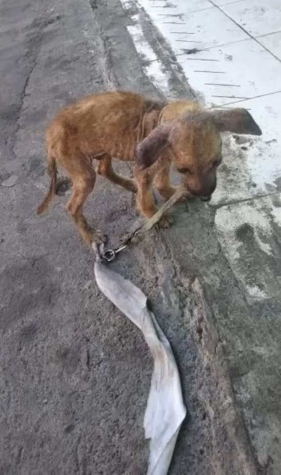 photo of malnourished dog