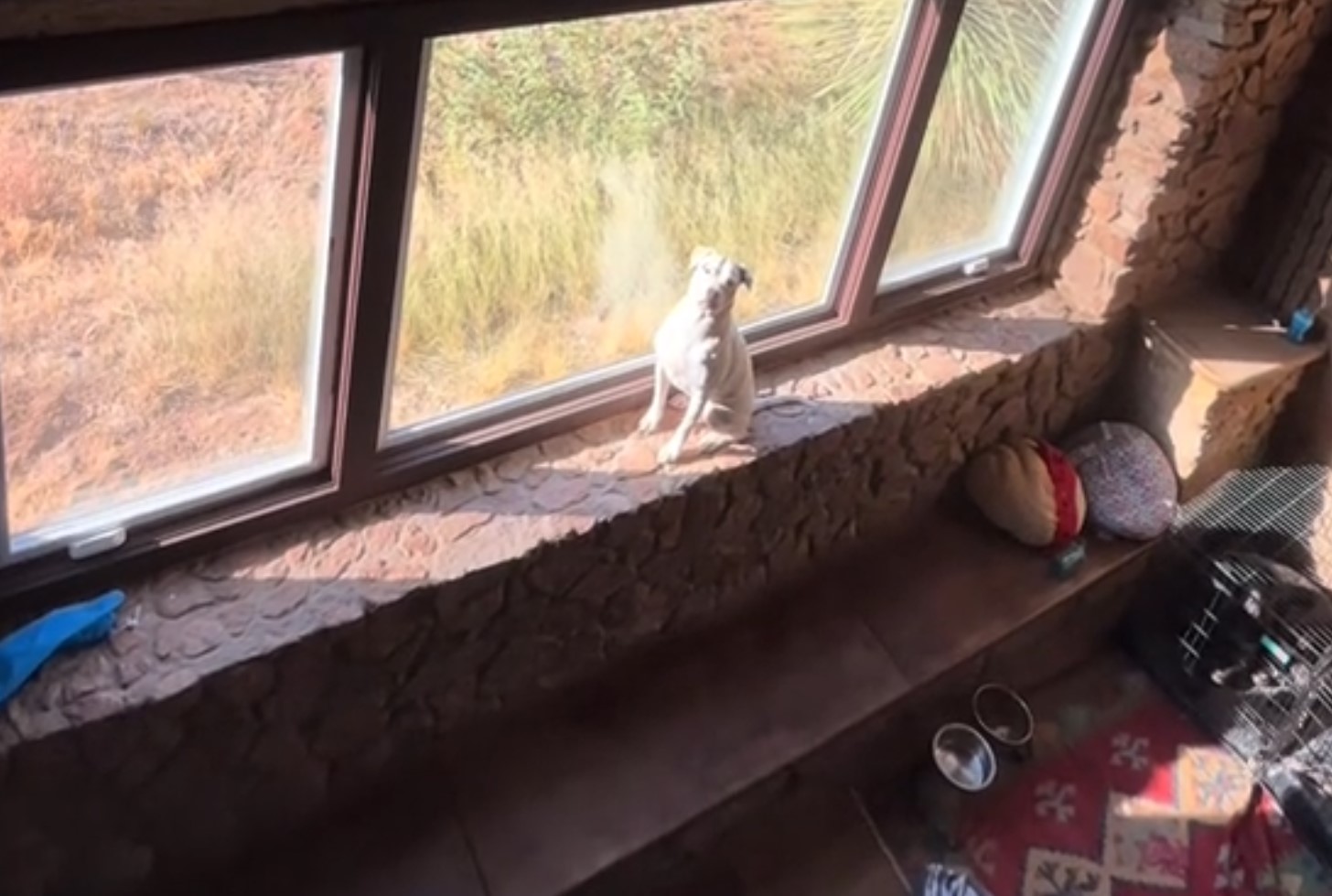 pitbull sitting by the window