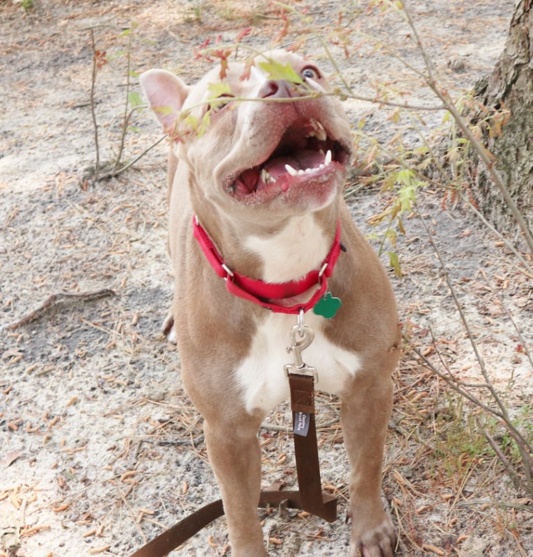 playful pit bull in the garden