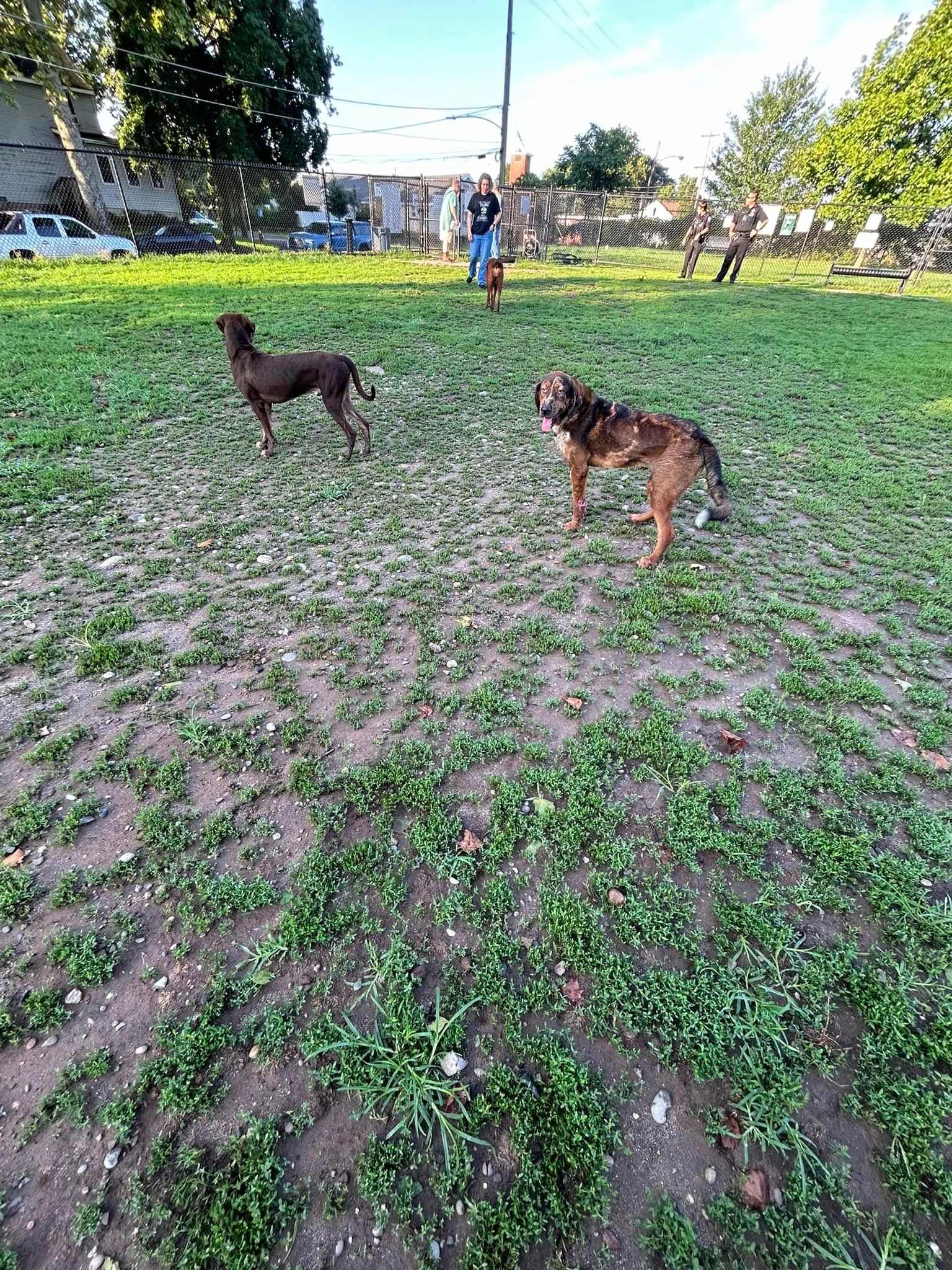 police officers found dogs in the park