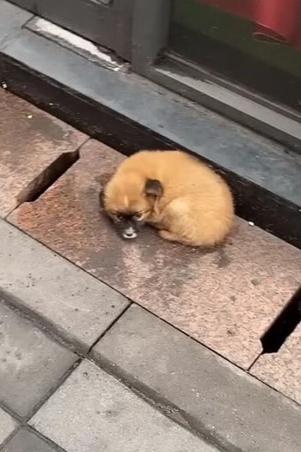 poor abandoned puppy lying outdoor