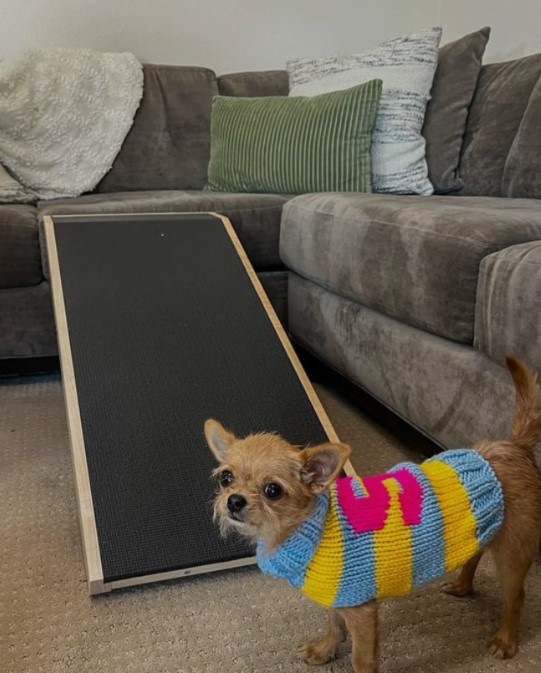 portrait of a dog next to a climbing aid