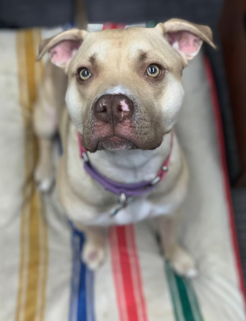 portrait of a dog with green eyes