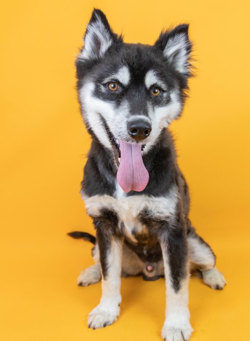 portrait of a husky with his tongue out