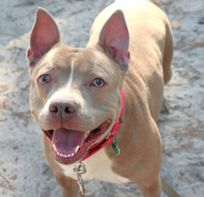 portrait of a pit bull looking at the camera