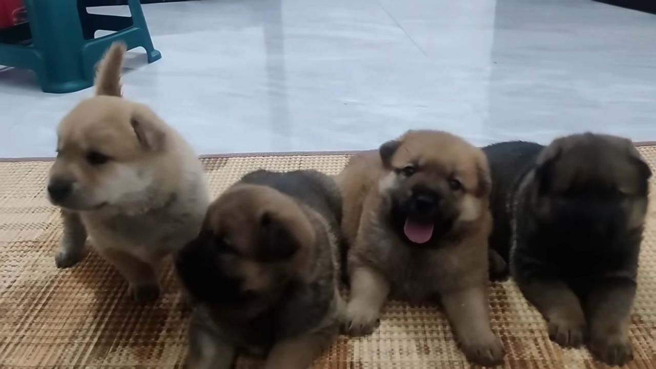 portrait of four puppies