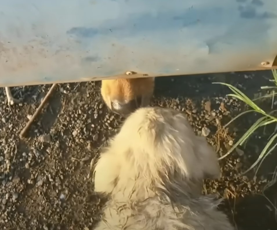 pup sniffing an other dog