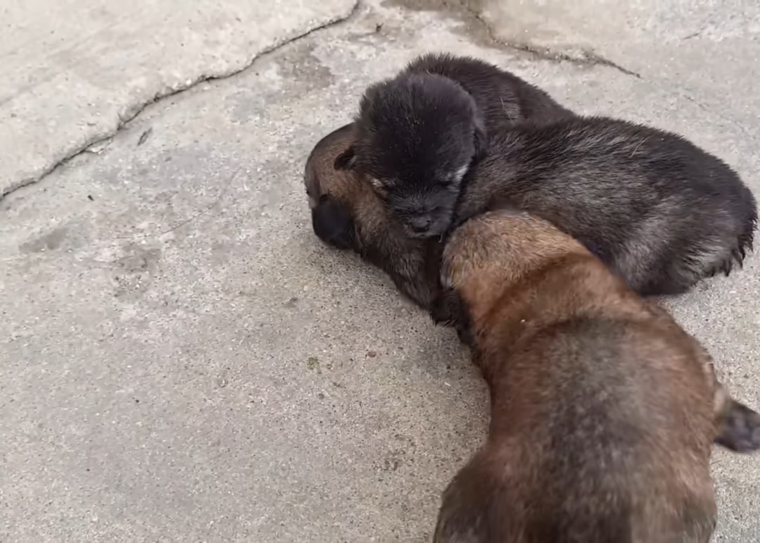 puppies are lying on the pavement