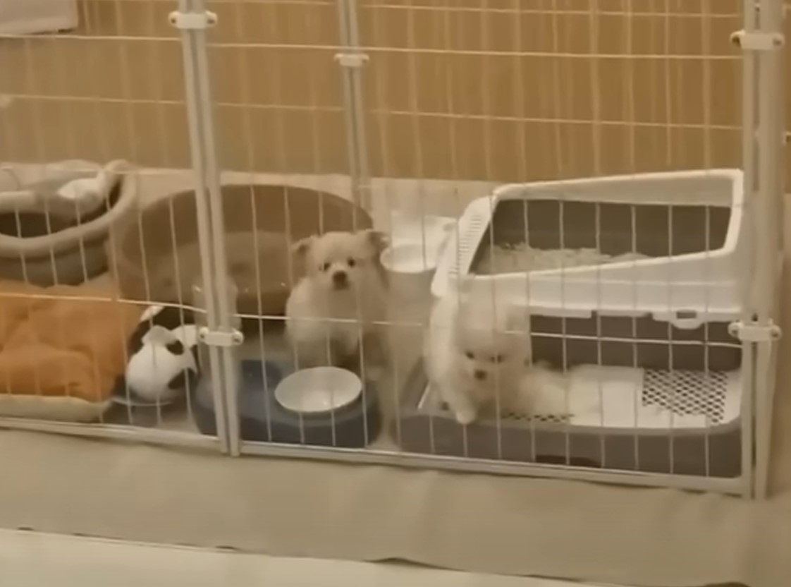 puppies in a kennel