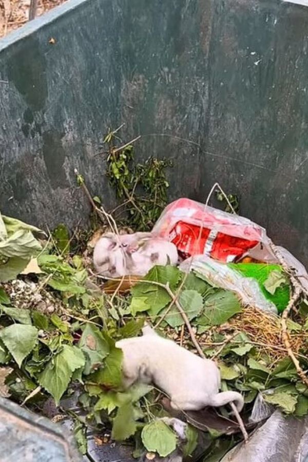 puppies in dumpster