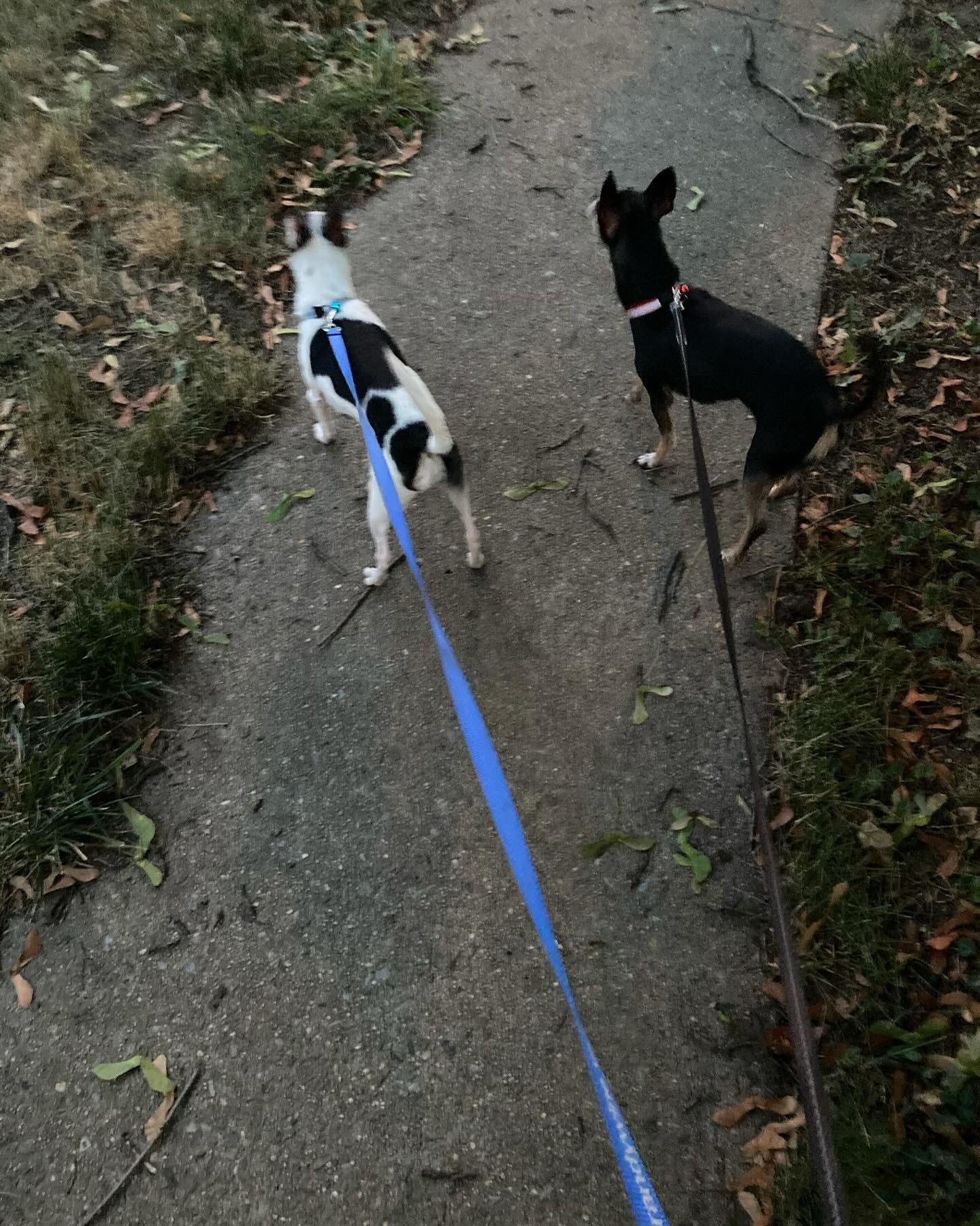 puppies on leash