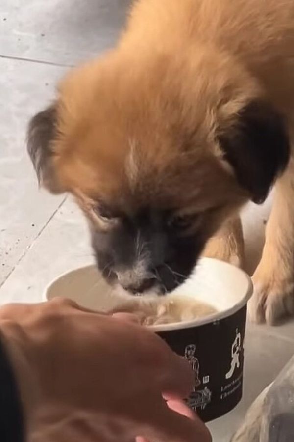 puppy eating from card box