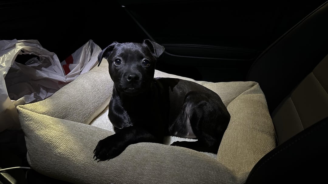 puppy lying in his bed in the car