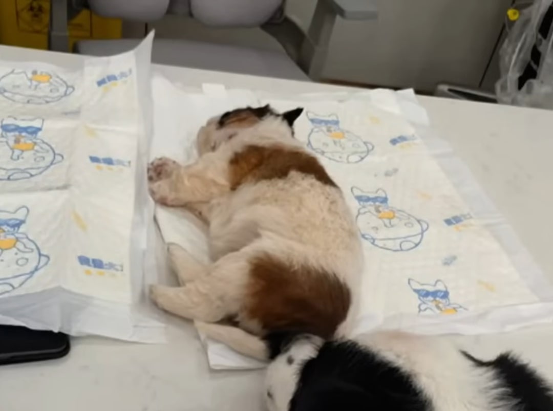 puppy lying on the sheet