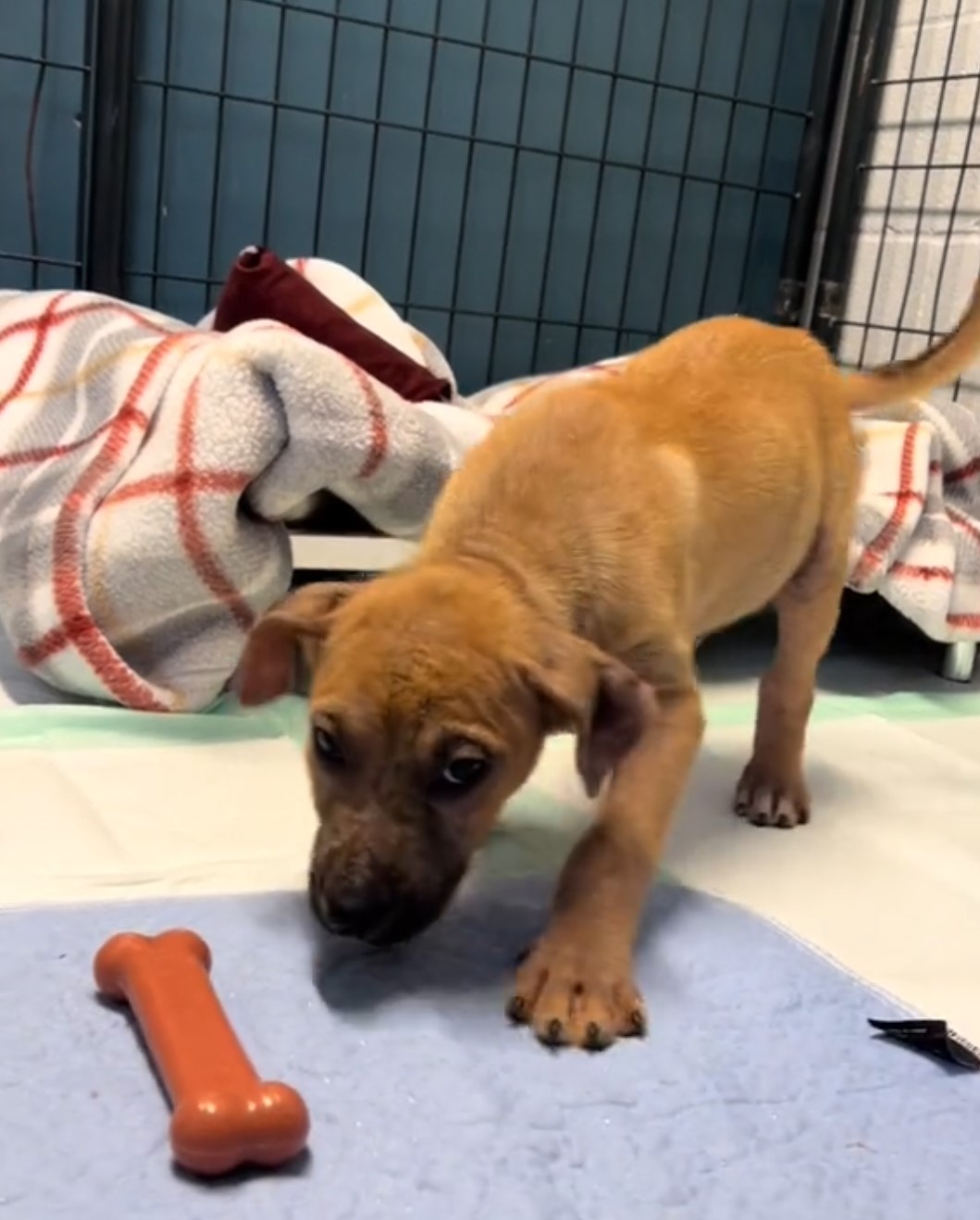 puppy playing with a bone