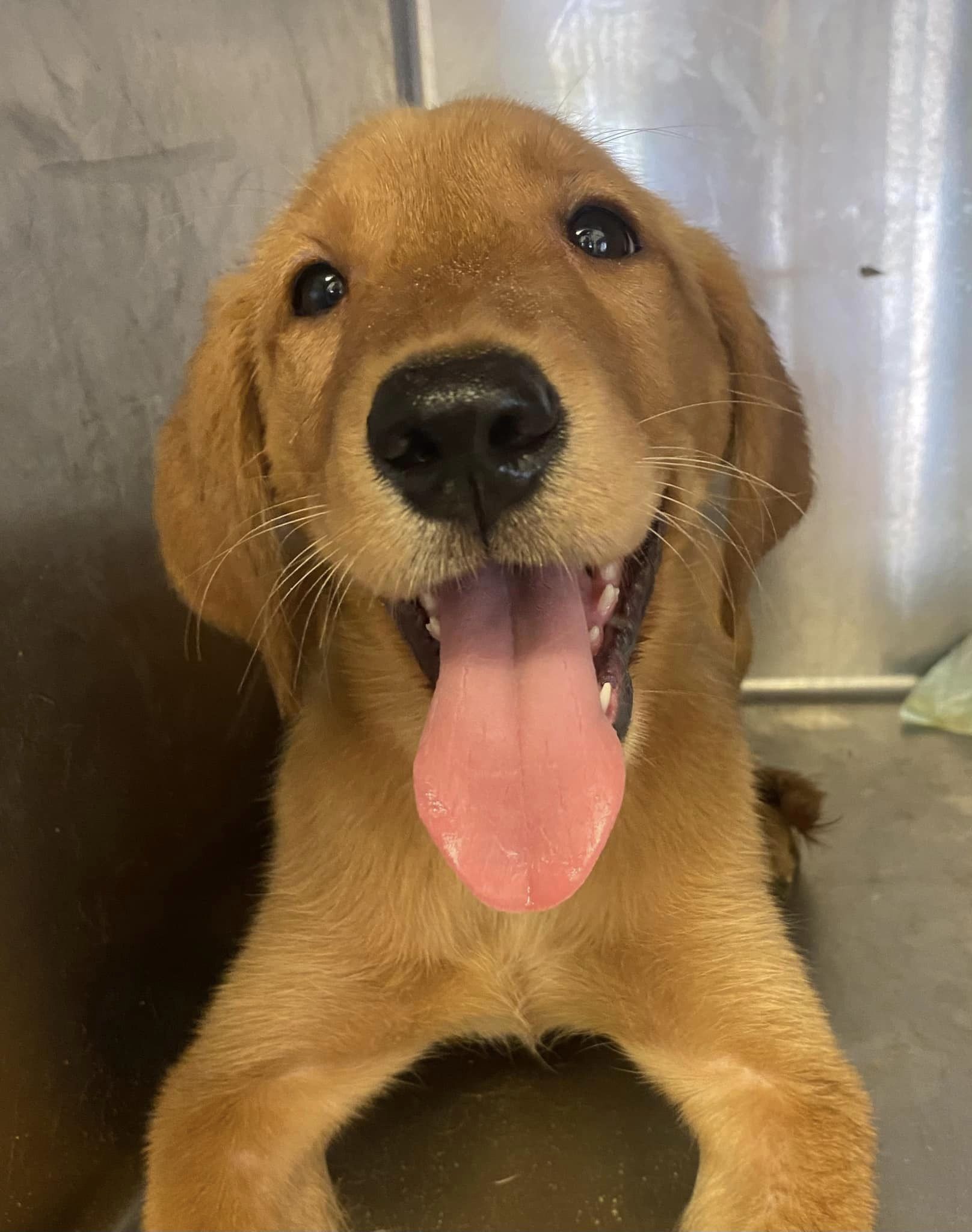 puppy sticking its tongue out