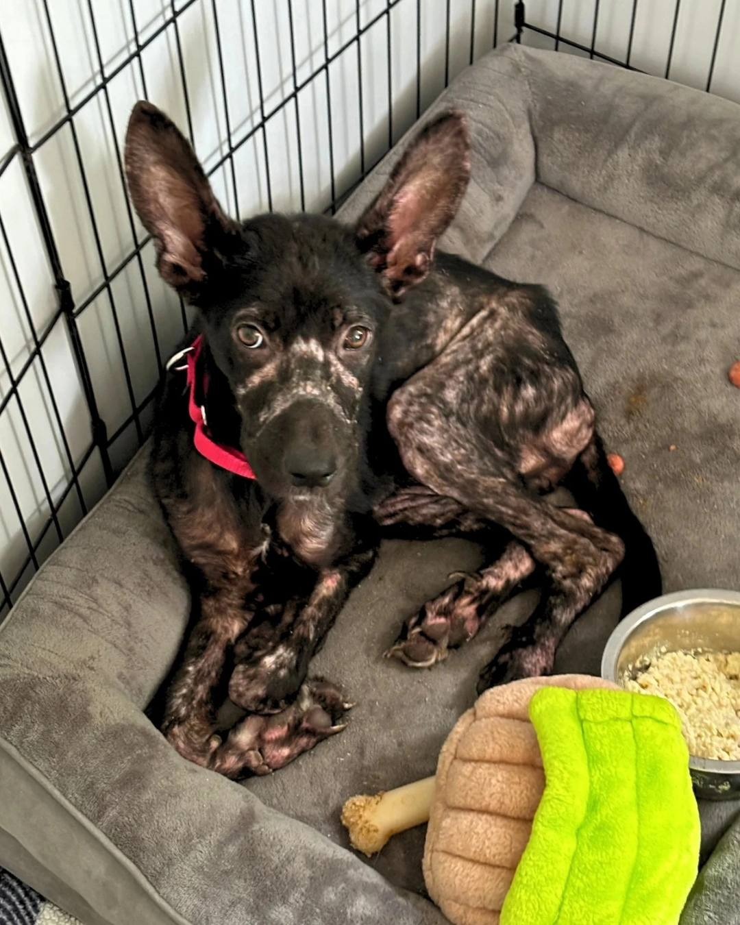 rescued dog laying still with food and toy