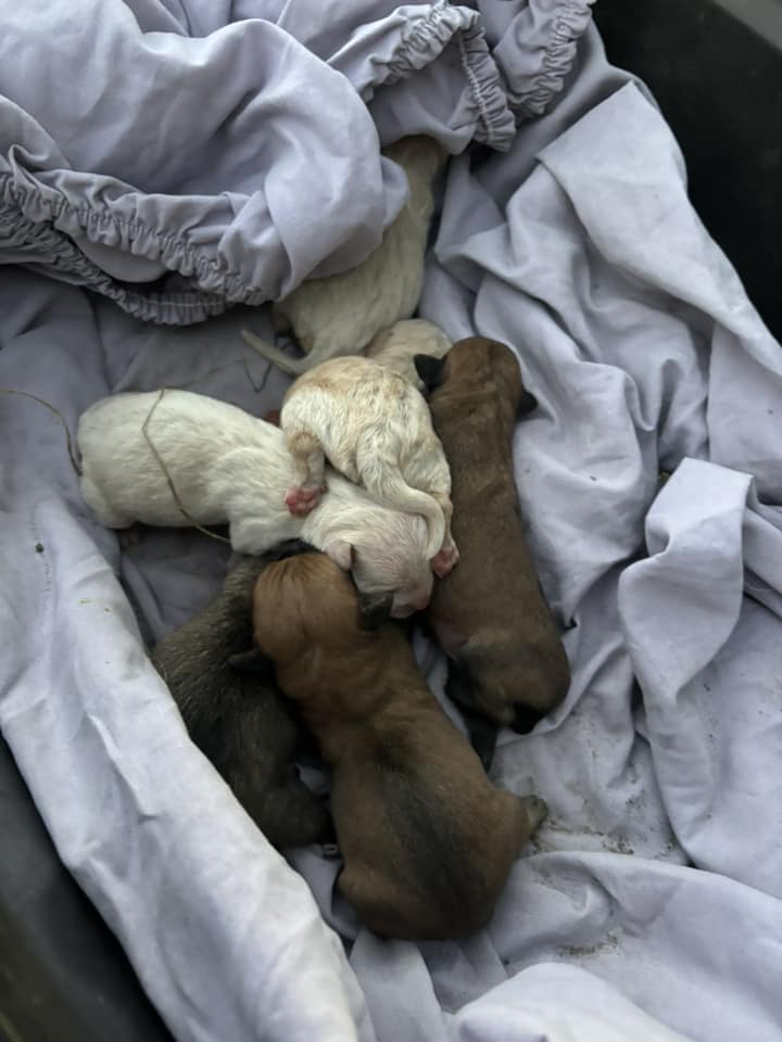 rescued puppies