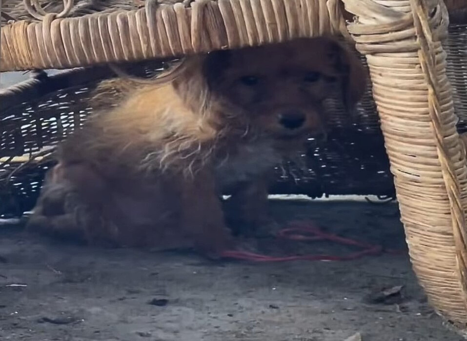 scared dog under the chair