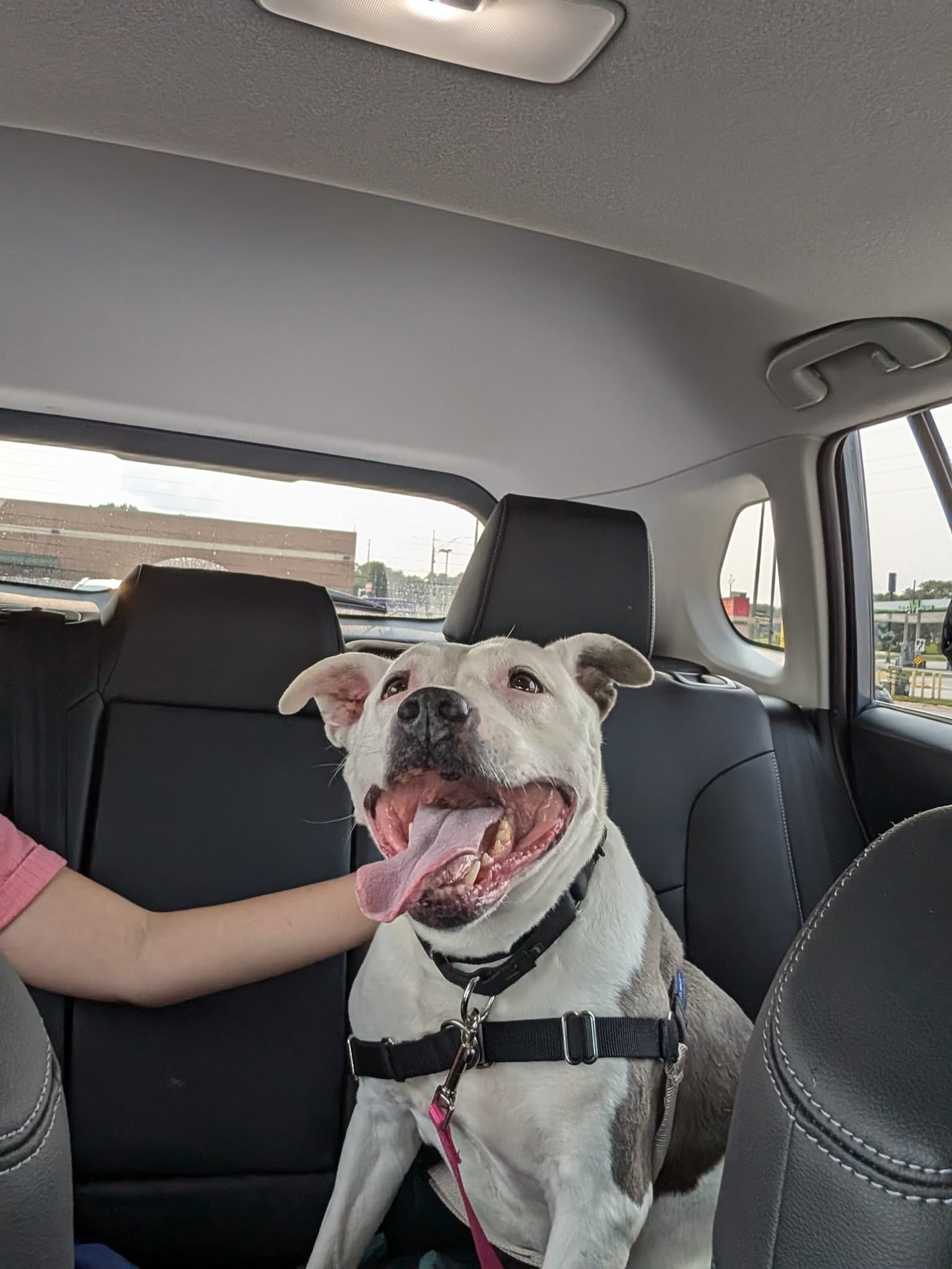 senior dog in car