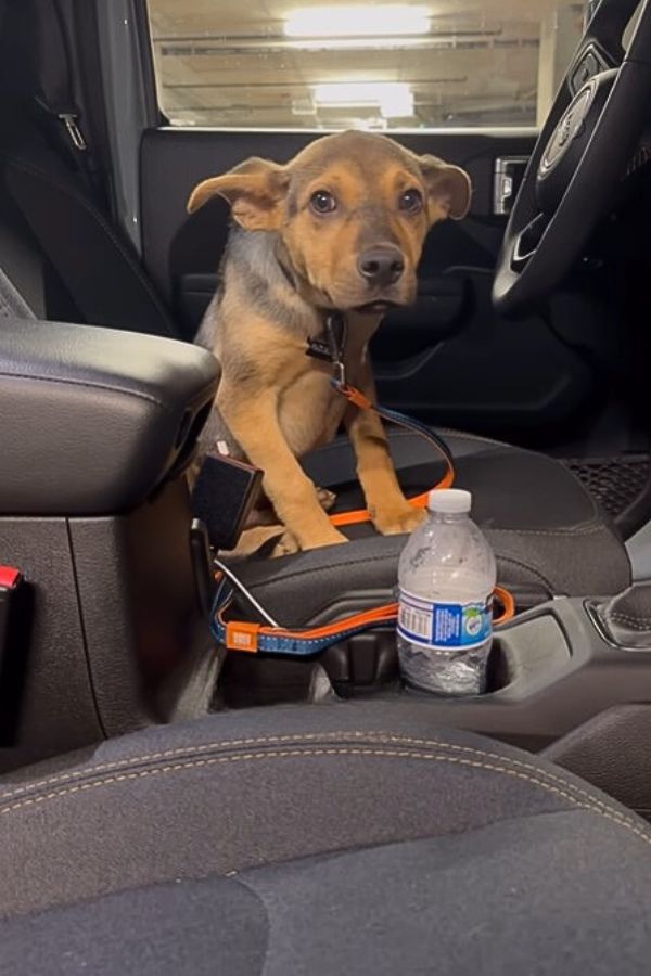 sweet dog in car