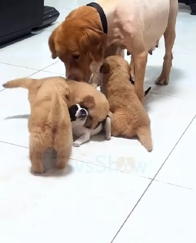 sweet mother dog and hers babies