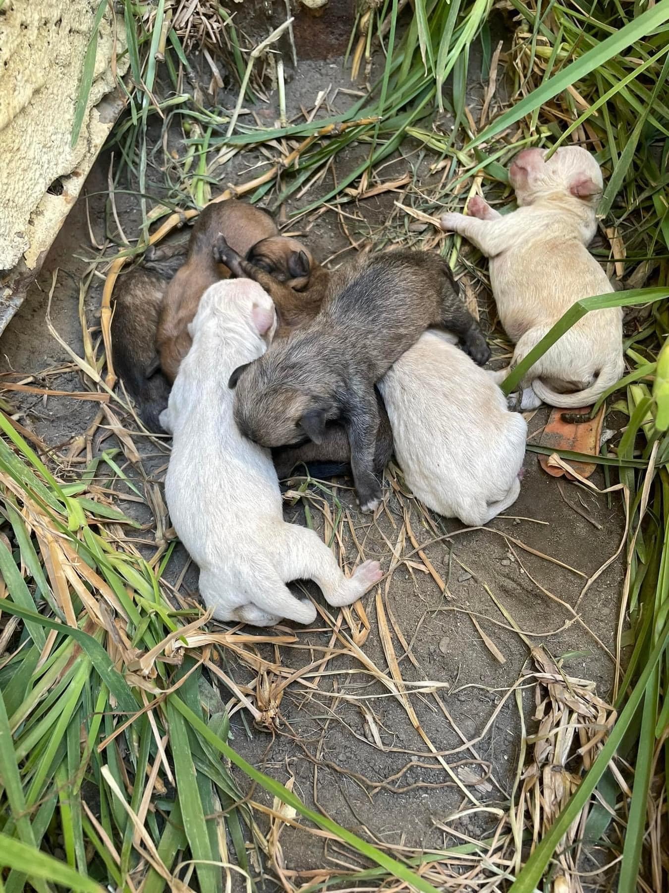 sweet newborn puppies