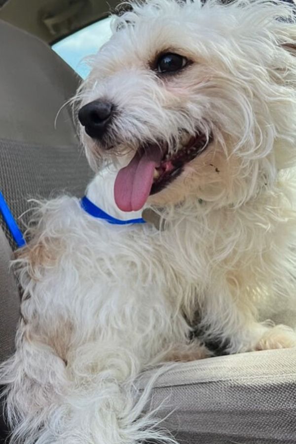 sweet white dog sitting in a car