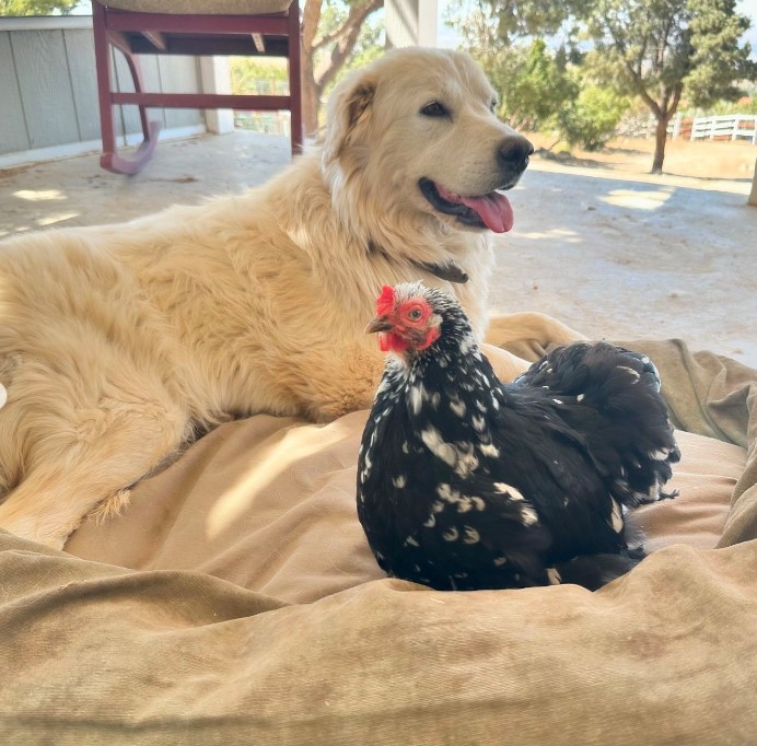 the chicken is sitting next to the dog on the pillow