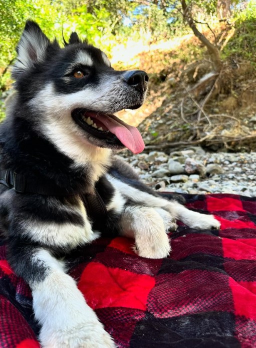 the dog is lying on a colorful blanket